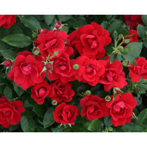 MOULIN ROUGE® Meitraligh